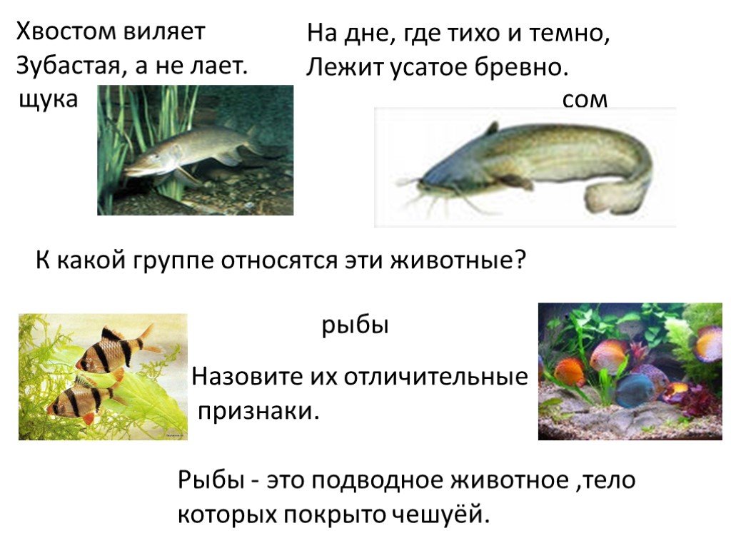 На дне лежит усатое бревно. Рыбы относятся к группе. Какие животные относятся к рыбам. К какой группе животных относятся рыбы. Животные которые относятся к группе рыб.