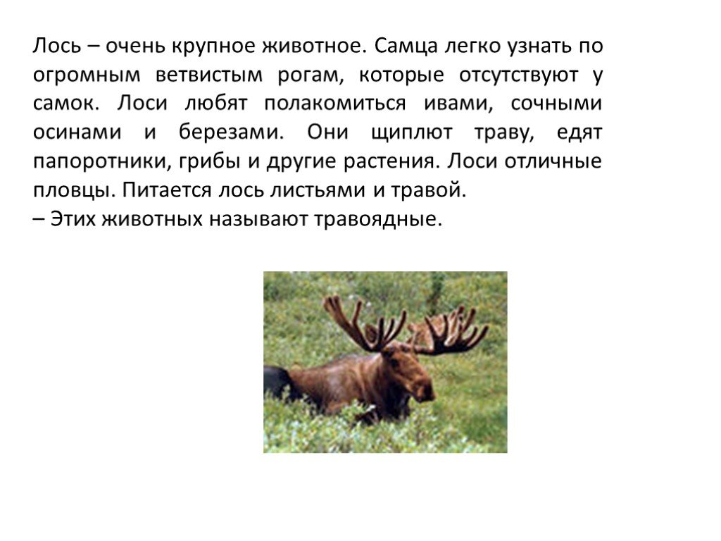 Лось это крупное растительноядное млекопитающее. Рассказ про лося. Лось описание животного. Лось презентация. Лось доклад.