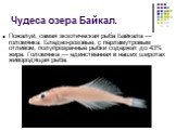 Чудеса озера Байкал. Пожалуй, самая экзотическая рыба Байкала — голомянка. Бледно-розовые, с перламутровым отливом, полупрозрачные рыбки содержат до 43% жира. Голомянка — единственная в наших широтах живородящая рыба.