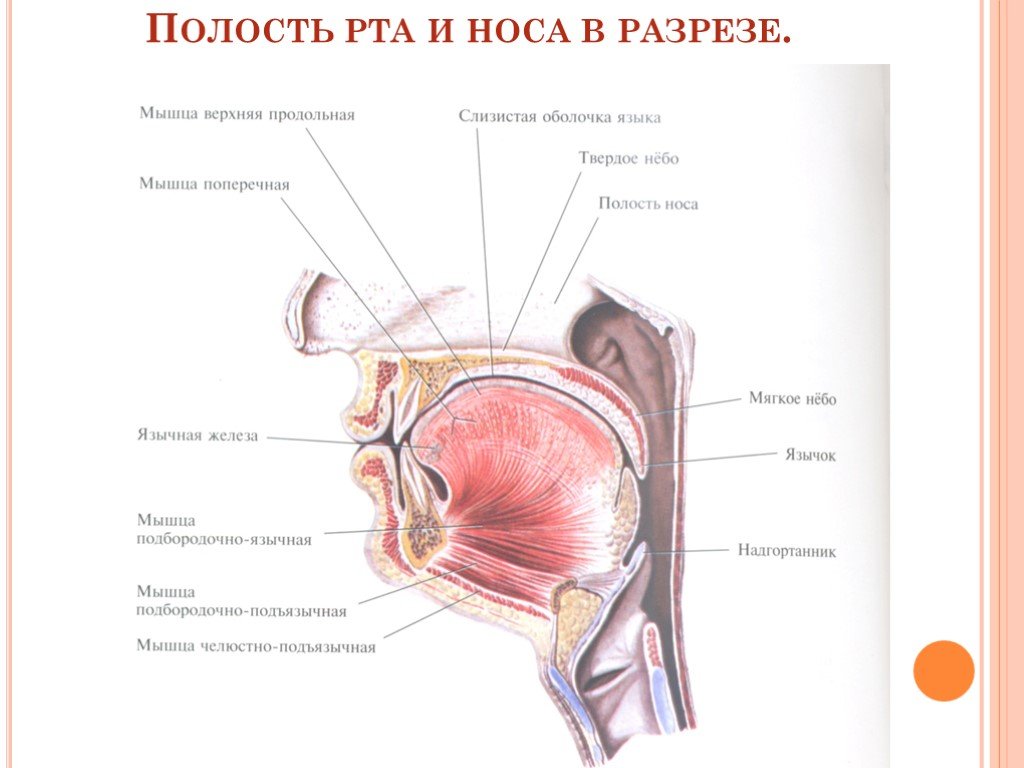 Носовая полость ротовая полость. Верхняя продольная мышца языка анатомия. Верхняя и нижняя продольные мышцы языка.