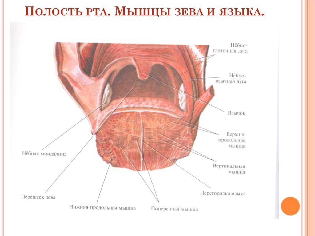 Язык ротовой полости. Продольные и поперечные мышцы языка. Мышцы языка анатомия вид снизу. Перегородка языка анатомия.