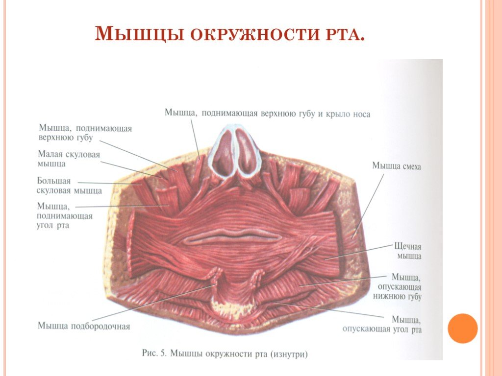 Верхний край губы. Мышцы дна ротовой полости. Строение дна полости рта анатомия. Ротовая полость анатомия человека мышцы. Круговая мышца губ анатомия.