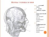 Нервы головы и шеи. 1 – лицевой нерв; 2 – ветви лобного нерва; 3 – подглазничный нерв ( от второй ветви тройничного нерва) ; 4 – подбородочный нерв ( от третьей ветви тройничного нерва)