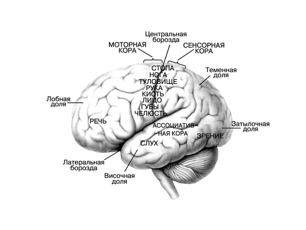 Слух в какой доле мозга. Зоны мозга.