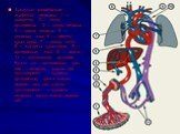 Ұрықтың қанайналым жүйесінің схемасы: 1 — плацента; 2 — кіндік артериясы; 3 — кіндік венасы; 4 — қақпа венасы; 5 — веналық жол; 6 — төменгі қуыс вена; 7 — сопақ тесік; 8 — жоғарғы қуыс вена; 9 — артериялық жол; 10 — аорта; 11 — подчревные артерии. Күлгін түс - артериялық қан; көк — веналық; қызыл кө
