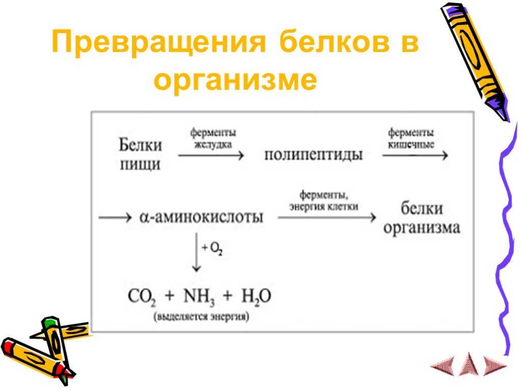 Белки презентация 10 класс химия