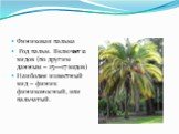Финиковая пальма Род пальм. Включает 12 видов (по другим данным – 15—17 видов) Наиболее известный вид – финик финиконосный, или пальчатый.