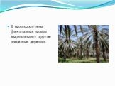 В оазисах в тени финиковых пальм выращивают другие плодовые деревья.