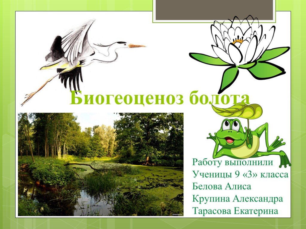 Болото является экосистемой. Экосистема болота. Экосистема болота презентация. Биогеоценоз болото. Экосистема болота биогеоценоз.