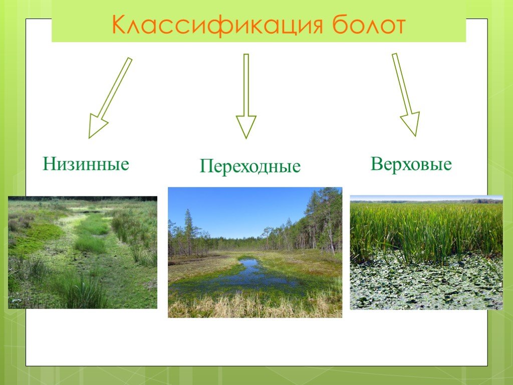 Болото является экосистемой. Верховые и низинные болота. Низинные переходные и верховые болота. Типы болот верховые и низинные. Типы болот схема.