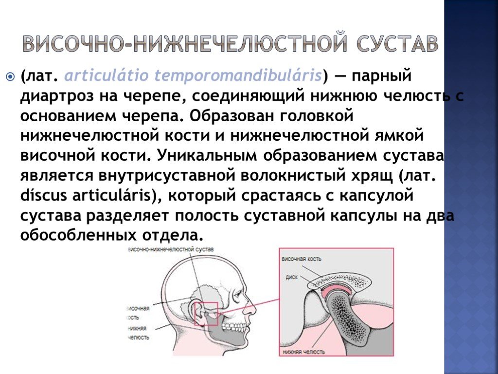 Внчс это. Височно-нижнечелюстной сустав, articulatio temporomandibularis. Височно-нижнечелюстной сустав характеристика. Характеристика висоянонижнечелюстного сустава. Особенности ВНЧС.