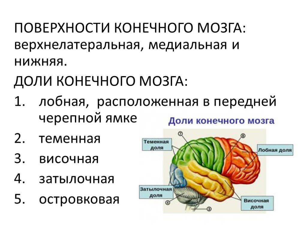 Медиальная поверхность мозга. Конечный мозг анатомия медиальная поверхность. Доли конечного мозга. Нижняя поверхность конечного мозга анатомия. Конченый мозг поверхности.