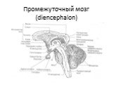 Промежуточный мозг (diencephalon). Отделы: таламическая область, гипоталамус и третий желудочек. Таламическая область состоит из таламуса, метаталамуса и эпиталамуса.