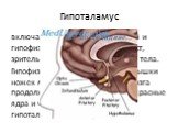 Гипоталамус. включает серый бугор с воронкой и гипофизом, зрительный перекрест, зрительный тракт и сосцевидные тела. Гипофиз – это продолжение покрышки ножек мозга, куда из среднего мозга продолжаются и заканчиваются красные ядра и черное вещество, гипоталамическое ядро.