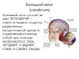 Большой мозг (cerebrum). Конечный мозг состоит из двух ПОЛУШАРИЙ – левого и правого отделов, разделенных продолговатой щелью и соединяющихся между собой при помощи МОЗОЛИСТОГО ТЕЛА, ПЕРЕДНЕЙ И ЗАДНЕЙ СПАЕК И СПАЙКЕ СВОДА.