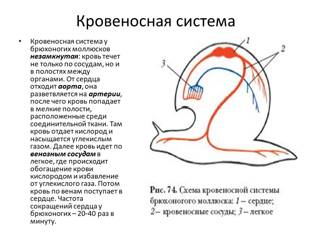 Сердце улитки. Схема кровеносной системы моллюска. Строение кровеносной системы брюхоногих моллюсков. Схема кровеносной системы брюхоногих моллюсков. Схема кровеносной системы прудовика.