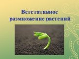 Вегетативное размножение растений