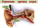 Строение органа слуха. Тема. Строение и функции слухового анализатора. Гигиена слуха. УШНАЯ РАКОВИНА СЛУХОВОЙ ПРОХОД