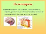 Из эктодермы: нервная система (головной, спинной мозг, нервы, различные органы чувств), кожа и ее производные (ногти, волосы, когти)