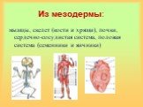 Из мезодермы: мышцы, скелет (кости и хрящи), почки, сердечно-сосудистая система, половая система (семенники и яичники)