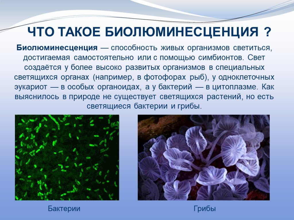 Цвет необходим живым организмам для. Биолюминесценция, светящиеся бактерии. Секреторная биолюминесценция. Люминесценция в биологии. Флуоресценция живых организмов.