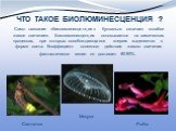 Само название «биолюминесценция» буквально означает «слабое живое свечение». Биолюминесценция основывается на химических процессах, при которых освобождающаяся энергия выделяется в форме света. Коэффициент полезного действия живого свечения фантастически велик: он достигает 80-90%. Медуза Рыбы Светл