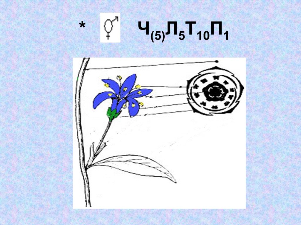 Ч5 л5 т бесконечность п бесконечность. Формула цветка колокольчика 6 класс биология. Диаграмма и формула цветка колокольчика. Формула цветка колокольчика широколистного. Колокольчиковые формула цветка.