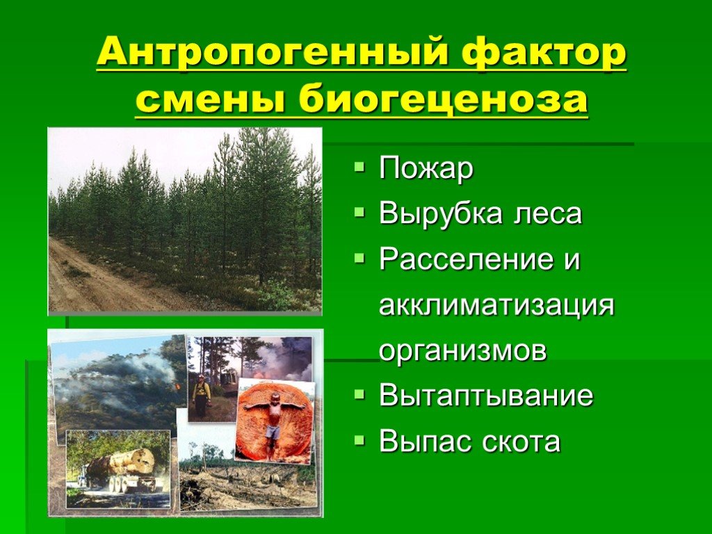 3 антропогенными факторами являются. Антропогенные факторы. Антропогенные экологические факторы. Антропогенные факторы факторы. Вырубка лесов антропогенный фактор.