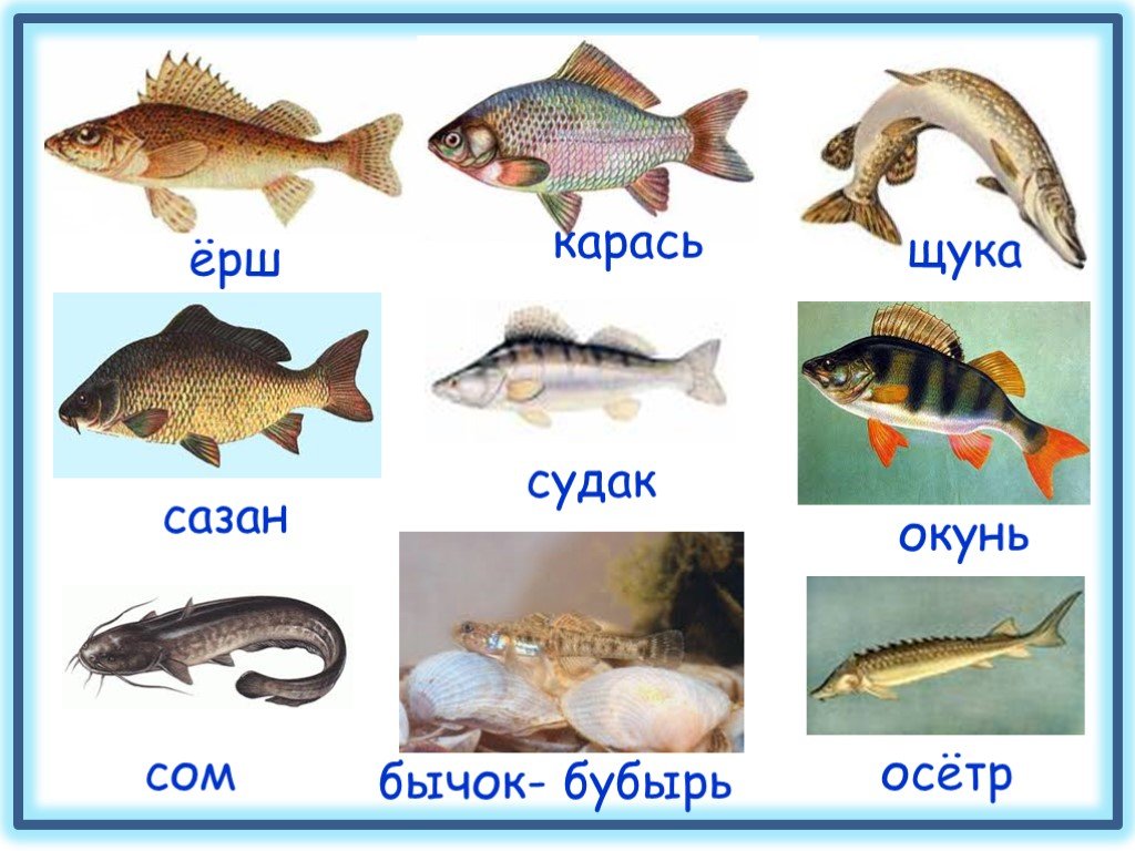 Рыбы примеры 3 класс. Рыбы 2 класс. Речные рыбки для дошкольников. Группа животных рыбы. Рыбы 2 класс окружающий.