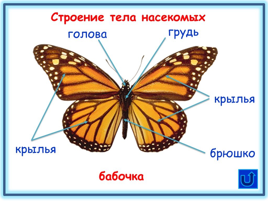 Название рисунков бабочки. Строение мотылька схема. Внешнее строение бабочки схема. Внутреннее строение бабочки схема. Подпиши основные части тела бабочки.
