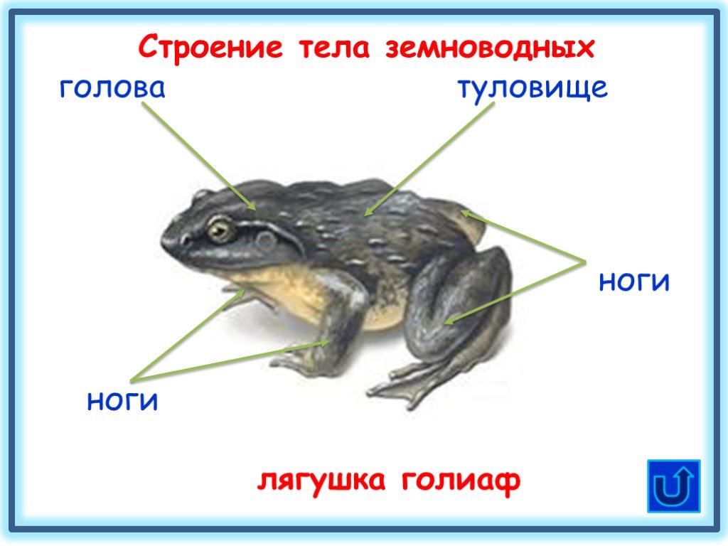 Тело земноводных состоит из. Земноводные животные внешнее строение. Внешнее строение тела лягушки. Земноводные строение тела. Строение земноводных.