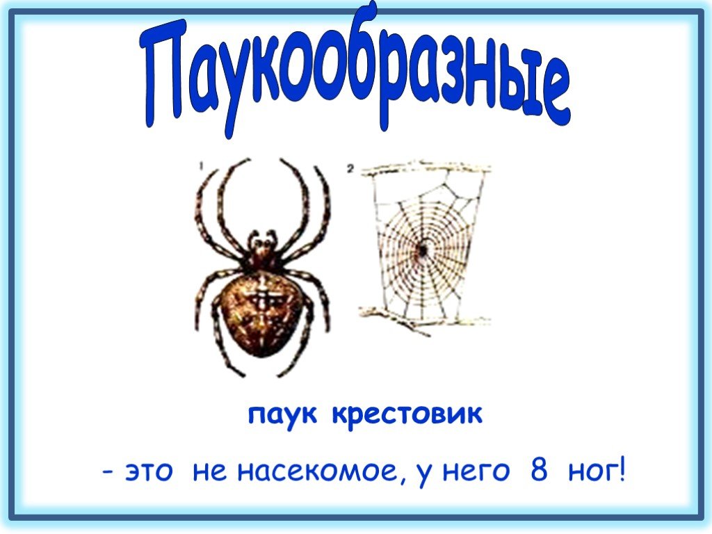 Паук крестовик. Классификация паука крестовика. Систематика паука крестовика. Ротовой аппарат паука крестовика.