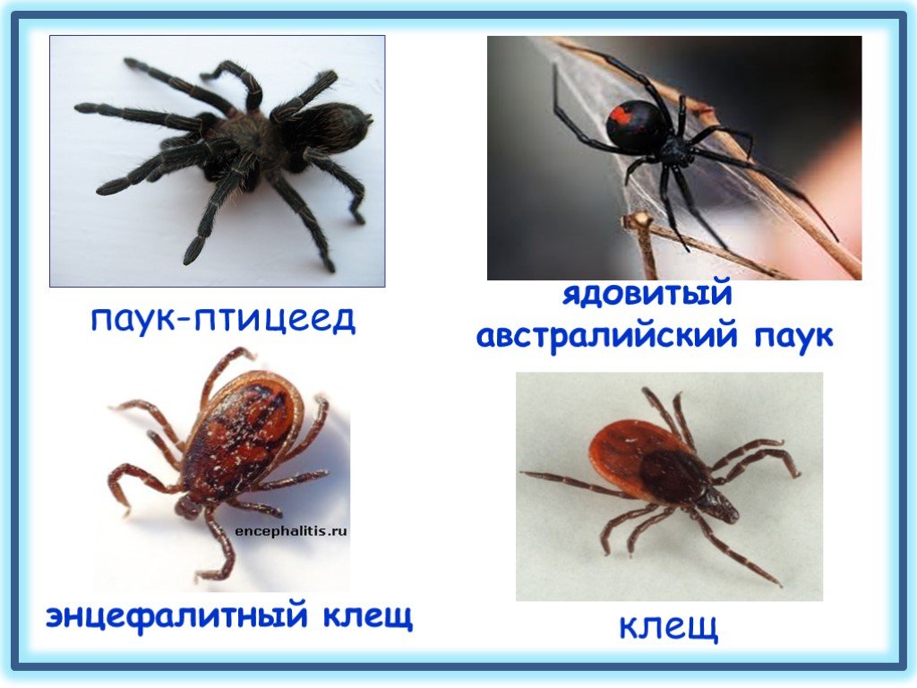 Клещ это паукообразное. Клещи пауки. Паук похожий на клеща. Клещ и паук отличия.