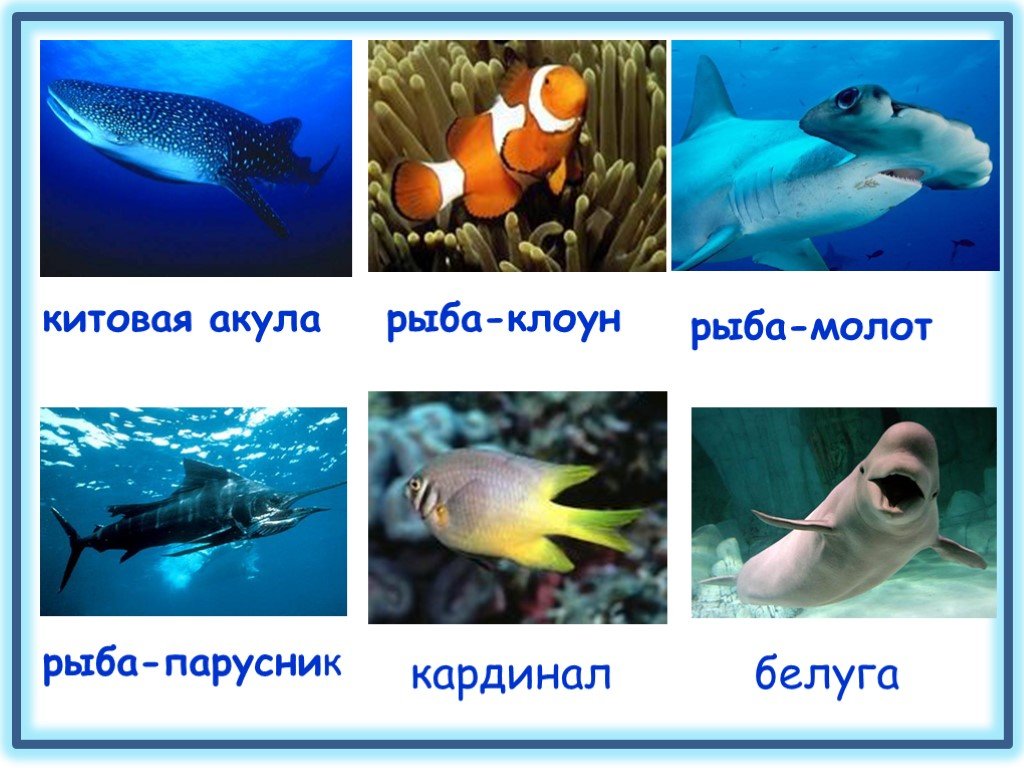 Как можно объяснить высокое разнообразие животных. Разнообразие рыб. Многообразие животных. Разнообразие животных рыбы. Рыбы животные для презентации.
