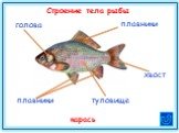 плавники. Строение тела рыбы
