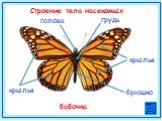 грудь брюшко. Строение тела насекомых. бабочка