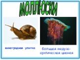 виноградная улитка. большая медуза- арктическая цианея