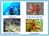 медуза осьминог морские перья морская звезда