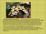 Ло́жный опёнок, ложноопёнок — название нескольких видов ядовитых или несъедобных грибов, внешне похожих на съедобные опята Чаще всего так называются грибы рода гифолома (Hypholoma) семейства строфариевых (Strophariaceae) и некоторые представители рода псатирелла (Psathyrella) семейства навозниковых 