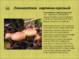 Ложноопёнок кирпично-красный. Ложноопёнок кирпично-красный (лат. Hypholoma sublateritium) — ядовитый гриб из рода Hypholoma семейства Strophariaceae. (В США и Японии считается съедобным.) Шляпка диаметром 4-10 см, округло-выпуклая, потом полураспростертая, оранжевая, кирпично-красная, по краям желта
