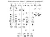 Генетические карты хромосом дрозофилы