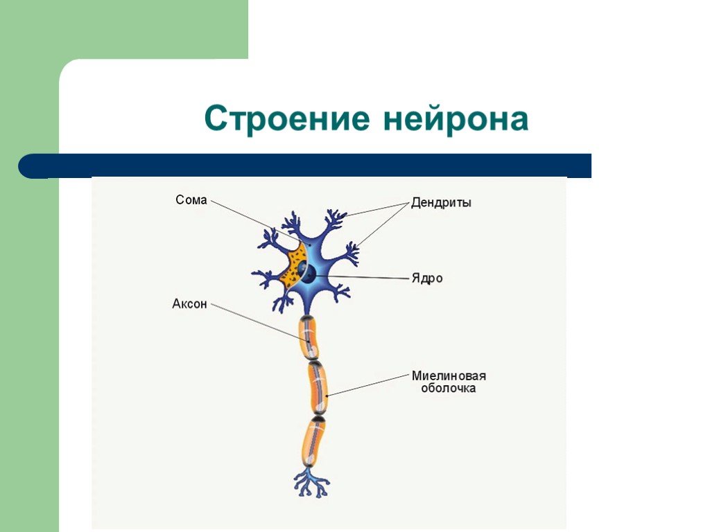 Особенности строения нервных клеток. Нейрон строение и функции. Строение нервной клетки. Строение клетки нервной клетки. Строение нервной клетки 8 класс биология.