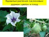 Ядовитые растения пасленовых: дурман: цветок и плод