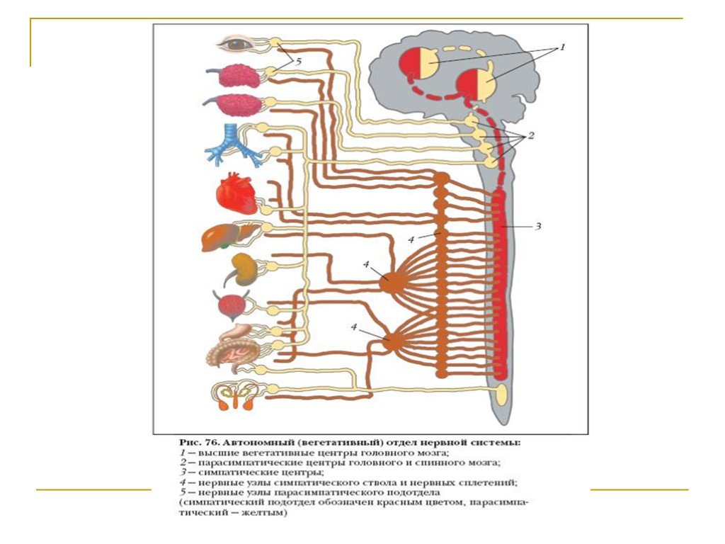 Вегетативный отдел нервной системы. Автономный вегетативный отдел нервной системы 8 класс. Вегетативный отдел нервной система рисунок биология. §47. Автономный (вегетативный) отдел нервной системы. Рисунок 76 автономный вегетативный отдел нервной системы.