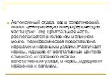 Автономный отдел, как и соматический, имеет центральную и периферическую части (рис. 76). Центральная часть располагается в головном и спинном мозге, периферическая представлена нервами и нервными узлами. Различают нервы, идущие от вегетативных центров спинного и головного мозга к вегетативным узлам