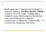 Возбуждение от нервных центров идет в парные нейроны симпатического ствола, которые тянутся слева и справа вдоль позвоночника. Некоторые симпатические узлы располагаются в нервных сплетениях на брюшной стороне аорты – в солнечном (чревном) сплетении.