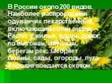 В России около 200 видов. Наиболее распространён одуванчик лекарственный, включающий сотни видов. Растет у жилья, вдоль дорог, по выгонам, опушкам, берегам рек; засоряет газоны, сады, огороды, луга. Хорошо поедается скотом.
