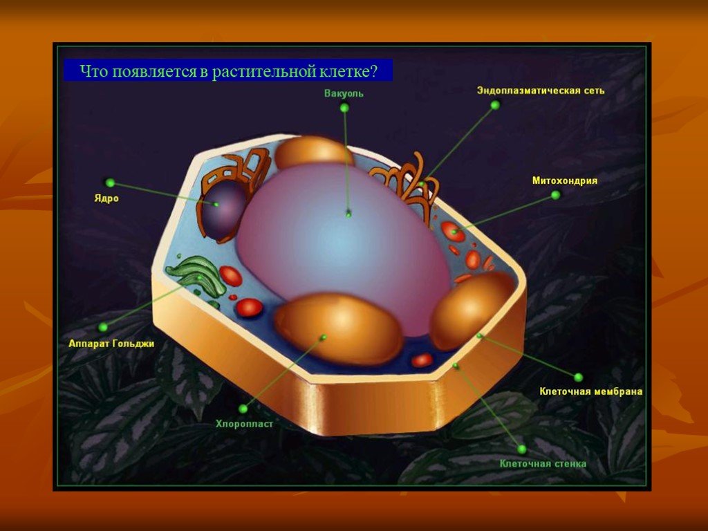 Растительная клетка наличие ядра. Ядро растительной клетки. Строение растительной клетки. Ядро клетки растения. Модель ядерной клетки растения.