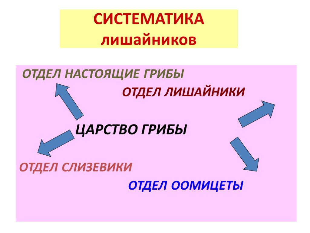 Рассмотрите рисунок какой признак лежит в основе классификации лишайников на указанные группы