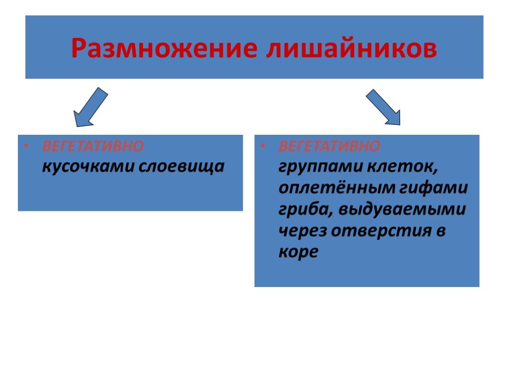 Размножение лишайников 5 класс биология схема